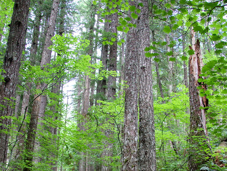 North-Cascades-02.jpg