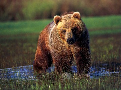 Grizzly-Bear-In-Water-1024x768.jpg