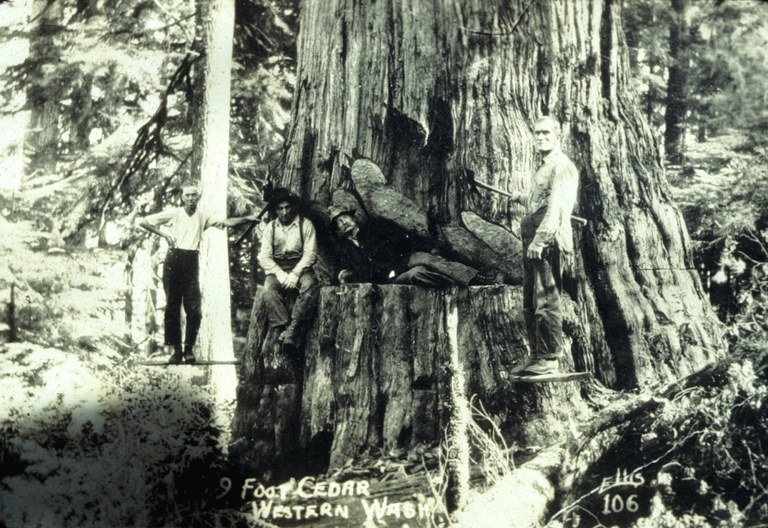 logging