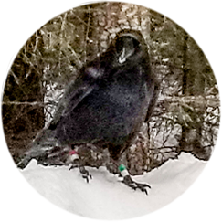 NCI-Elvis.png NCI-Elvis.png