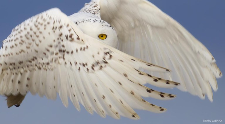 202101_HomepageHero_SnowyOwl.jpg
