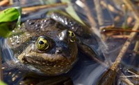Amphibians of PNW Ponds and Streams