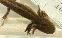 Amphibians of PNW Ponds and Wetlands