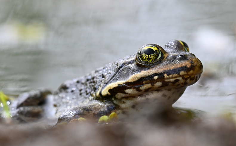 Amphibians of PNW Ponds and Wetlands
