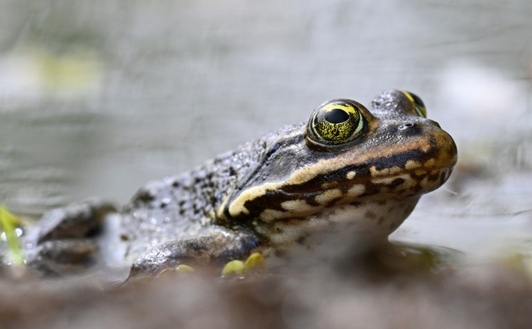 Amphibians of PNW Ponds and Wetlands