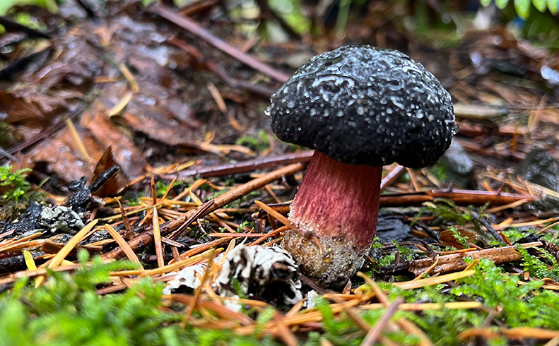 Baker Lake Fungal Foray