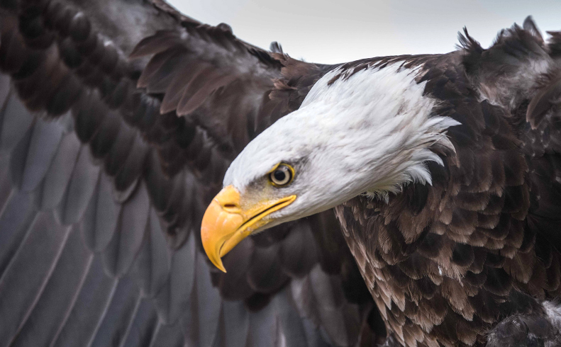 Bald Eagles of the Skagit Valley