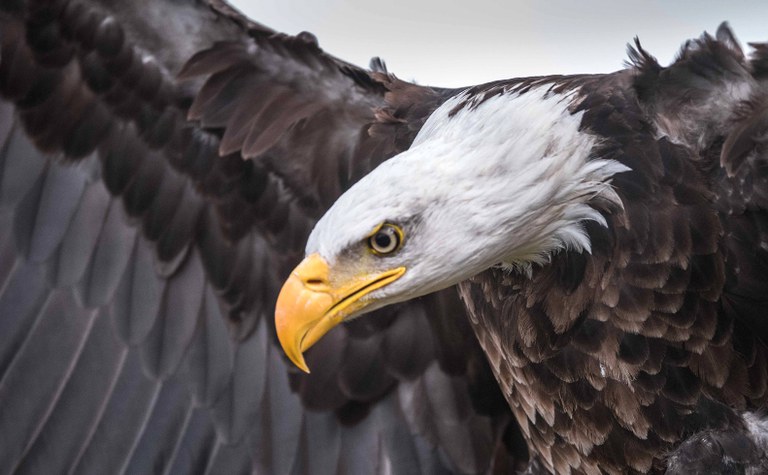 Bald Eagles of the Skagit Valley Bald Eagles of the Skagit Valley