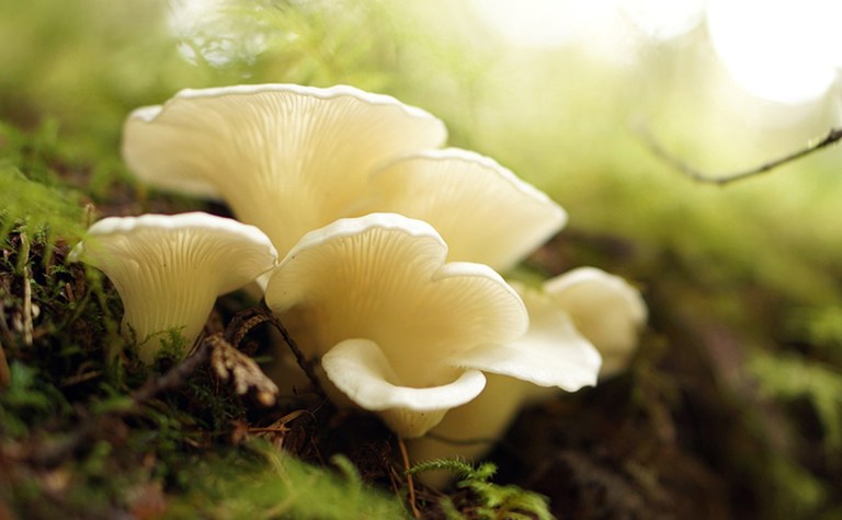 Befriending Fungi