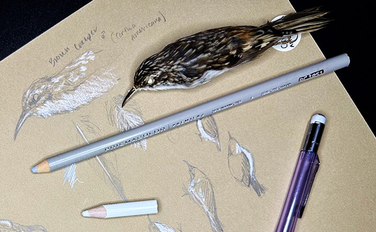 Drawing Birds in Graphite and Colored Pencil - Online