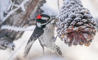 Diving into Winter Ecology - Online