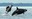 Drawing and Painting Orcas - Online