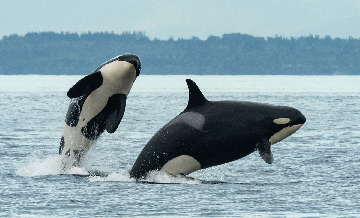 Drawing and Painting Orcas - Online