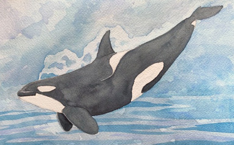 Drawing and Painting Orcas - Online