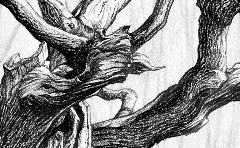 Drawing Winter Trees in Graphite - Online