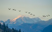 Finding their Way: How Birds Migrate - Online