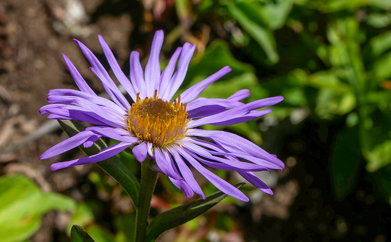 Flowers and Field Journaling: A Naturalist's Journey Up Sauk Mountain