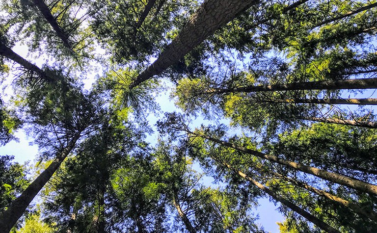 Forest Bathing: A Mindful Connection to Nature (AM)