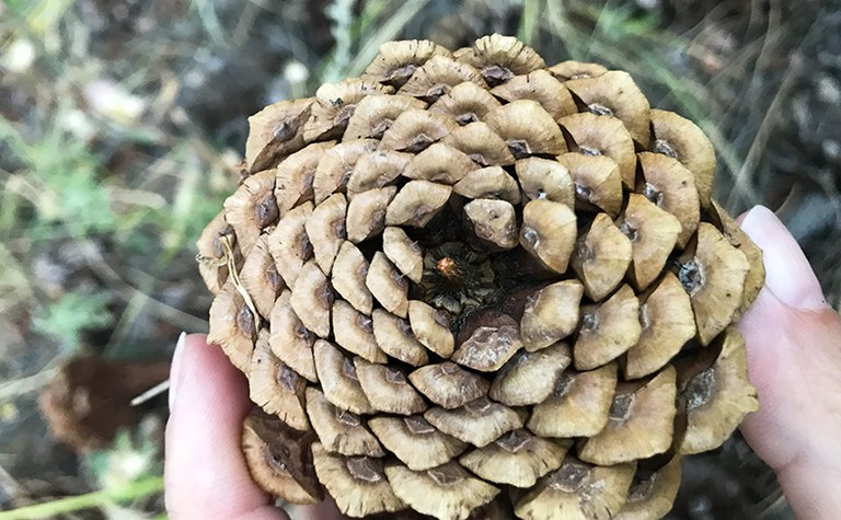 Forest Bathing: A Mindful Connection to Nature (PM)