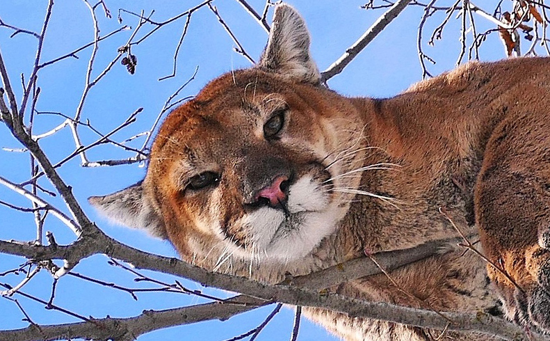 From Backyards to Mountain Tops: Cougars in the Pacific Northwest - Online