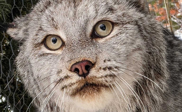 From Snow to Ash: How Increasing Wildfires Threaten North Cascades Canada Lynx