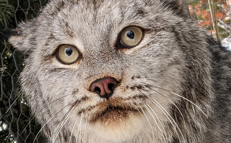 From Snow to Ash: How Increasing Wildfires Threaten North Cascades Canada Lynx