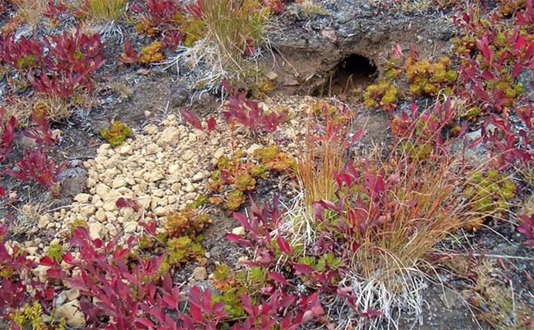 Getting the Dirt on the North Cascades: Soil Ecology - Online