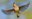 How Birds Fly - Online