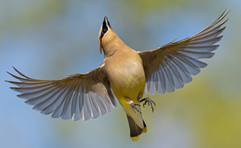 How Birds Fly - Online
