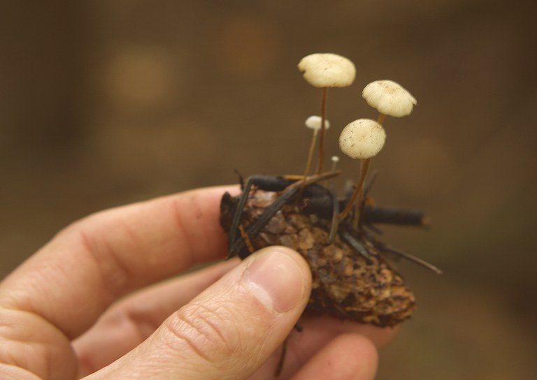 2022_BefriendingFungi_inset2.jpg