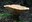 2022_BefriendingFungi_inset3.jpg