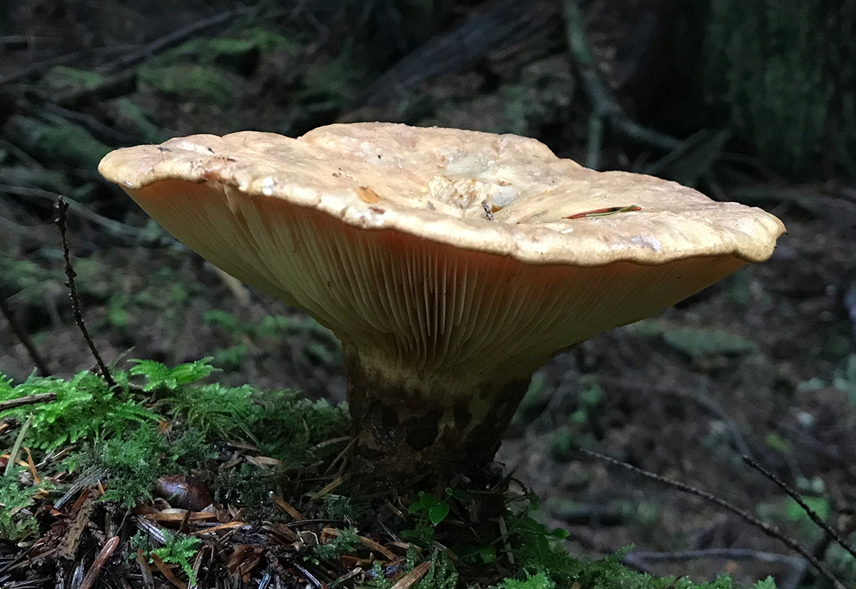 2022_BefriendingFungi_inset3.jpg