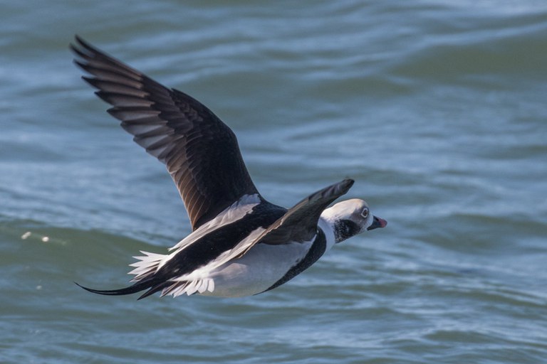 2022_BirdingSalishSea_ EricEllingson_inset2.jpg