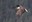 2022_BirdingSalishSea_-EricEllingson_inset3.jpg