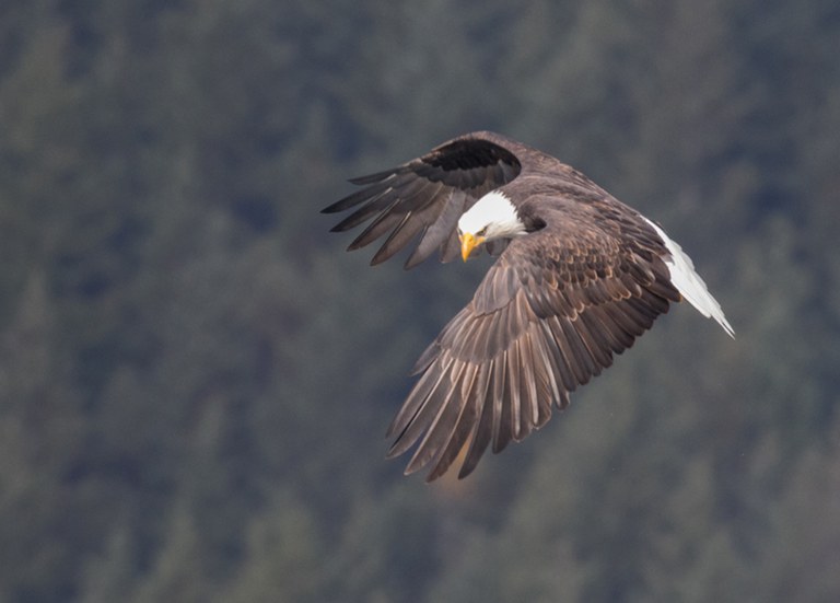 2022_BirdingSalishSea_-EricEllingson_inset3.jpg