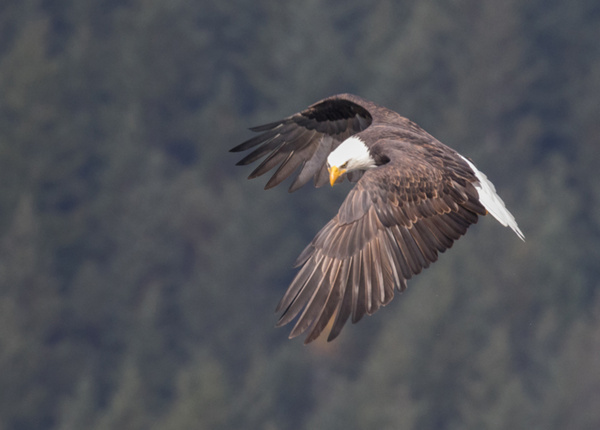 2022_BirdingSalishSea_-EricEllingson_inset3.jpg
