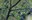 2022_BirdingSkagit_inset4.jpg
