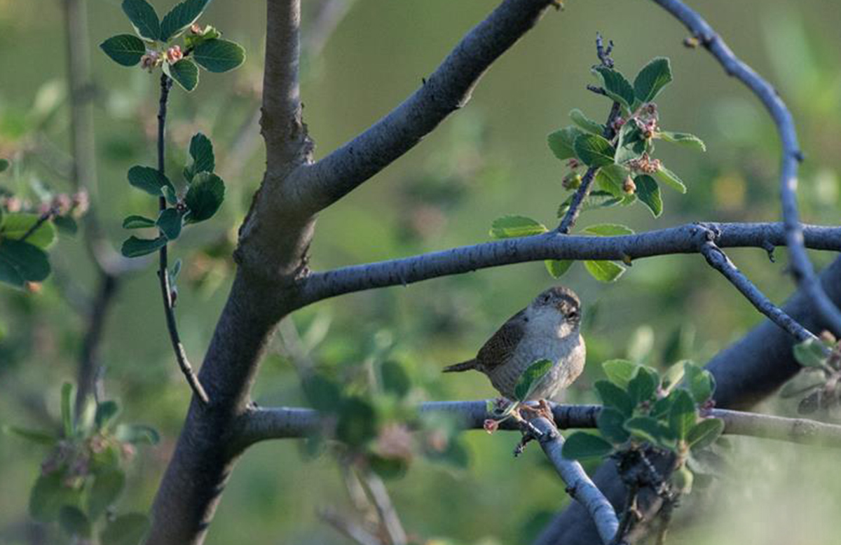 2022_BirdingSkagit_inset4.jpg