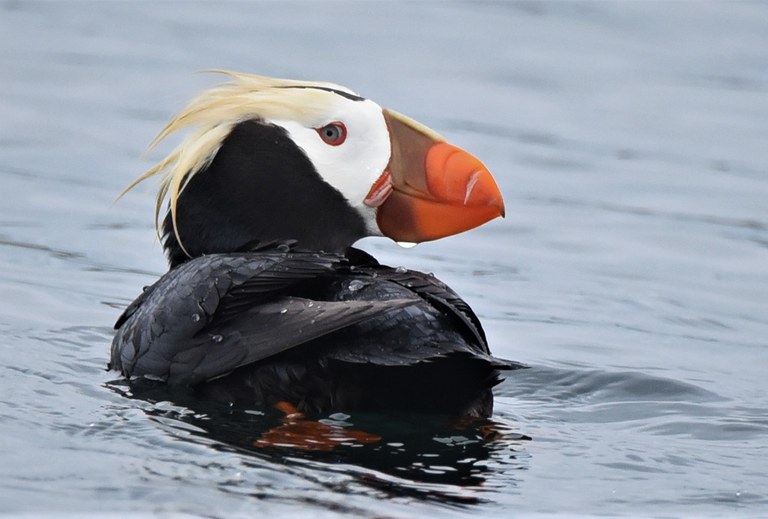 2022_EndangeredPuffins_inset1.jpg