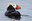 2022_EndangeredPuffins_inset1.jpg