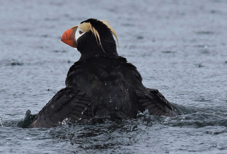 2022_EndangeredPuffins_inset2.jpg