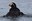 2022_EndangeredPuffins_inset2.jpg