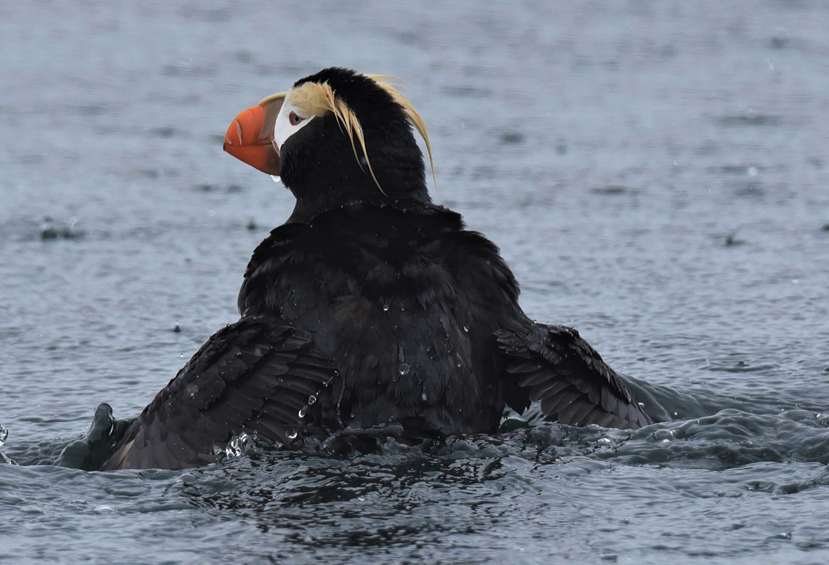 2022_EndangeredPuffins_inset2.jpg