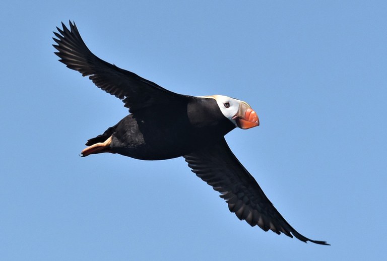 2022_EndangeredPuffins_inset3.jpg