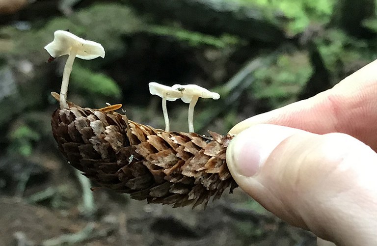 2022_MushroomsCascadia_inset6.jpg