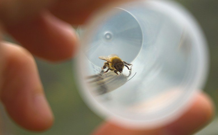 2022_NWPollinators_topimage.jpg