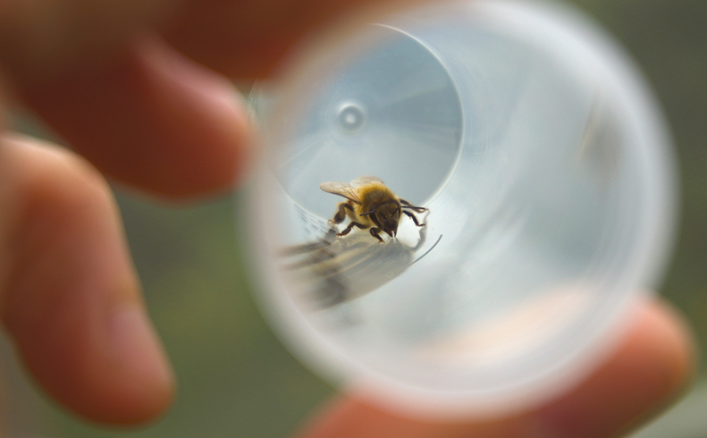 2022_NWPollinators_topimage.jpg