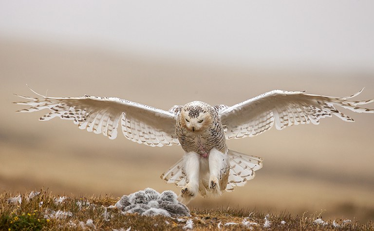 2022_Owl&Woodpecker_inset1.jpg