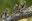 2022_Owl&Woodpecker_inset2.jpg
