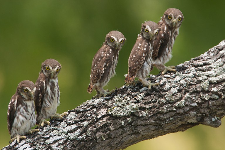 2022_Owl&Woodpecker_inset2.jpg
